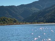 沈下橋の川面も光る