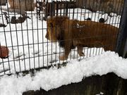 ライオンの雄は動き回っていました