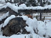 旭山動物園の積雪