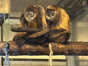 仲良し猿は室内で