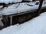 タヌキが寝ています