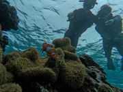 ニモ可愛かった！