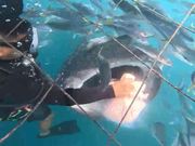 下からジンベイザメが目の前に泳いでくる