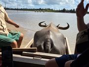 水牛と三線とのんびりゆったり心洗われる旅でした。