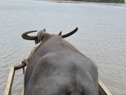 牛さんの仕事っぷりに感心