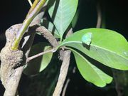 ミドリのタニシです