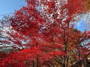 北野天満宮の紅葉