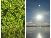 カニクイザルとキナバル山