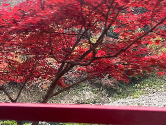 トロッコから見た紅葉