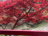 トロッコから見た紅葉