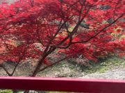 トロッコから見た紅葉