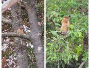 子テングザルと大人テングザル