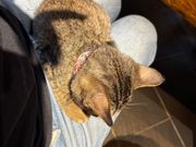 猫、寒かったのか膝に乗ってきて寝始めた。