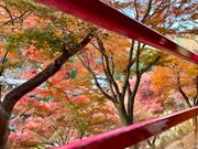 トロッコの車窓から