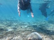 ウミガメにも逢えました‼️