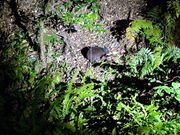 ガイドさんが見つかってくれたアマミノクロウサギ