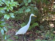 この鳥が至る所にいて、何羽目と数えるのが楽しかったです