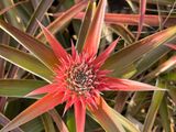 Pineapple flower