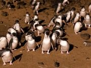 カメラ・ビデオ撮影禁止なので公式サイトからダウンロード。この通りの素晴らしいパレード！