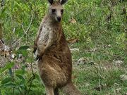 カンガルーはおなか一杯になるくらい会えます