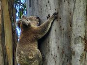 コアラ探し名人のガイドさんでした