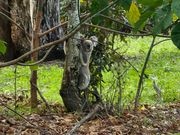 木から木へ移るコアラが走る場面に会えました