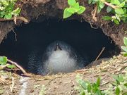 ペンギンの赤ちゃんが巣穴で待ってます（日没後写真撮影禁止。センター内もNG）