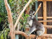 動物園でコアラやカンガルーにも会えます