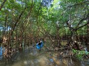 マングローブカヌー