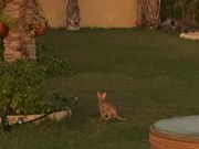 施設にいた猫ファミリー