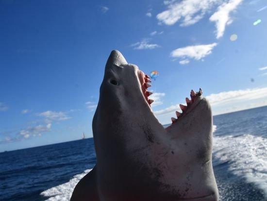 遊び心のある撮影も。