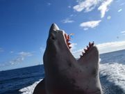 遊び心のある撮影も。