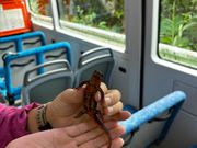 道の真ん中を闊歩してたシリケンヤモリ