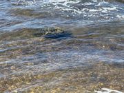 海ガメ5匹と遭遇