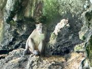 モンキービーチ