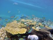 シュノーケリング