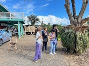 未知の植物説明