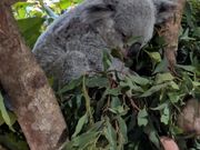 寝ていたコアラが、飼育員さんが来たら起き出しました