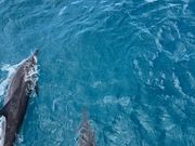 イルカ、カメ、最高