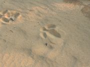 ピナクルズにいるエミューの足跡は恐竜みたいでした。