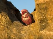 岩の中を巣にして、飛び立とうか躊躇している桃色インコが可愛かった！