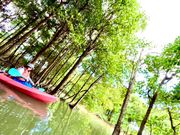 ガイドさんの在来全4種類のマングローブの説明がわかりやすくて全部覚えた！