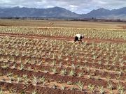 パイナップルの植え付け作業