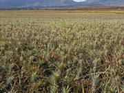 出荷を待つパイナップル