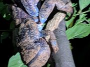 木に登るヤシガニ