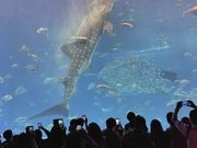 ジンベイザメの餌やり