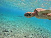 ウミガメ即発見