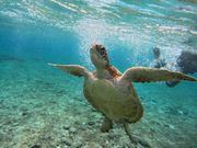 かなり近くまできてもらいました。