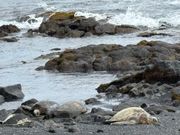 ブラックサンドビーチ　運良く亀さんいました♡