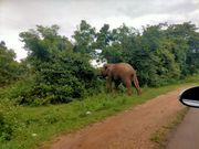 道路わきの野良象